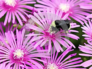 Yellow-faced Bumblebee on Ice Plant Flowers