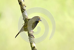 Yellow-faced Grassquit