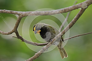 Yellow-faced Grassquit