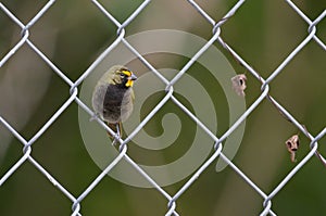 Yellow-faced Grassquit