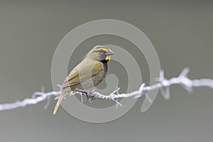 Yellow-faced Grassquit (Tiaris olivaceus