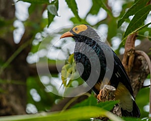 Perched Yellow-faced Myna, Mino dumontii, portrait photo