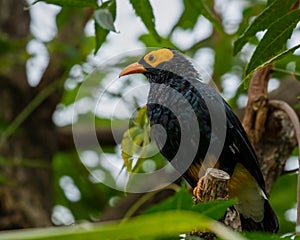 Yellow-faced Myna, Mino dumontii, perched on branch