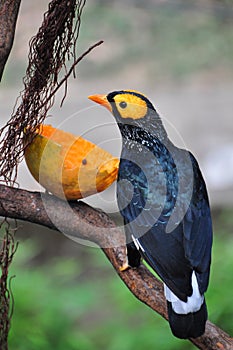 Yellow-faced Mynah