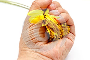 Yellow faded gerbera in the fist of a woman`s hand on a white background, isolated.