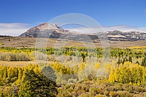 Yellow Fall Aspen Trees