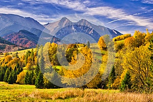 Yellow fall coloured trees in Bachledova dolina valley with Belianske Tatras on horizon