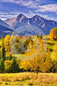 Yellow fall coloured trees in Bachledova dolina valley with Belianske Tatras on horizon