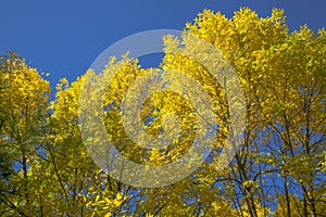 Yellow Fall Elm Trees, Blue Sky