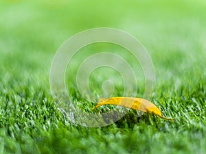 Yellow fall leaf on the artificial grass by shallow depth of fie
