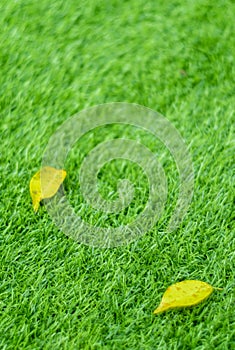 Yellow fall leaf on the artificial grass by shallow depth of fie