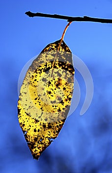 Yellow fall leaf in morning backlight cades cove photo