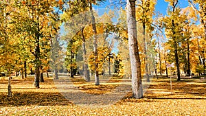 Yellow fall leaves blanketing a park