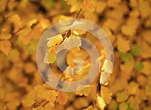 yellow fall leaves, copy space. selective focus of yellow fall leaves. fall season with leaves.