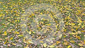 Yellow fall leaves (large leaved banyan).