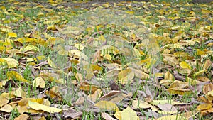 Yellow fall leaves (large leaved banyan).