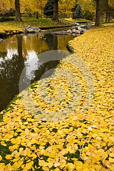 Yellow Fall Leaves by a Stream