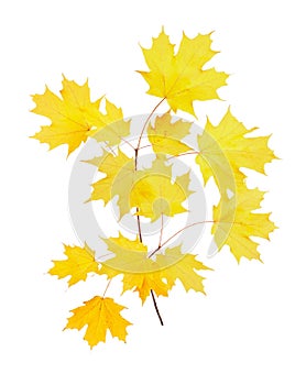 Yellow fall leaves of a sugar maple