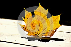 Yellow Fall Maple Leaf Stuck in Table