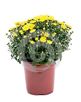 Yellow fall mums flowers in pot separated photo