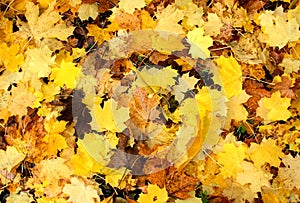 Yellow Fall Sycamore Leaves