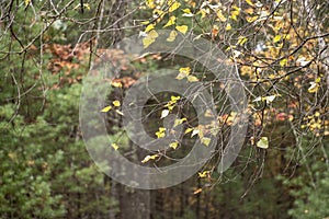 Yellow Fall Tree Branches