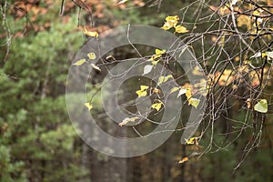Yellow Fall Tree Branches