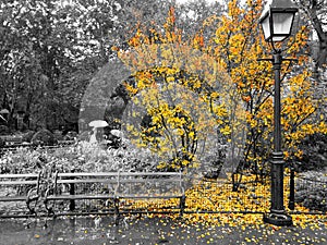 Yellow fall tree drops colorful leaves around an empty bench in a black and white cityscape scene in New York City