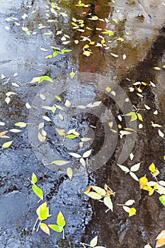 Yellow falled leaves in rain puddle