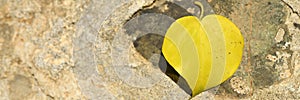 Yellow fallen autumn leaf in the shape of a heart on a stone. banner.