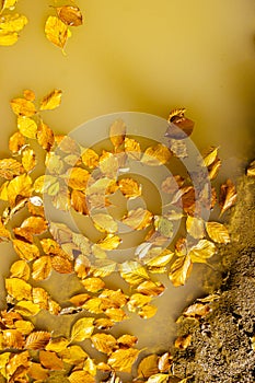 Yellow fallen autumn leaves float in a puddle and swamp