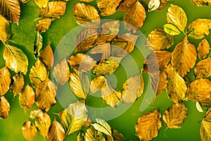 Yellow fallen autumn leaves float in surreal green water