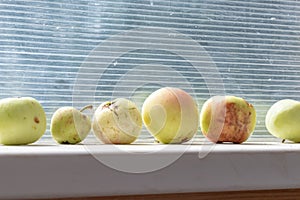 Yellow fallen dropped damaged apples lying in a row on a window sill on sunny autumn day, harvesting concept