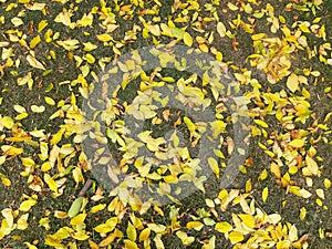 Yellow fallen leaves. The earth is covered with yellow fallen leaves