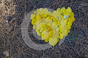 Yellow fallen leaves in the form of a heart on a background of gray needles