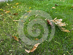 Yellow fallen leaves on green grass of garden. Random leaves on grass