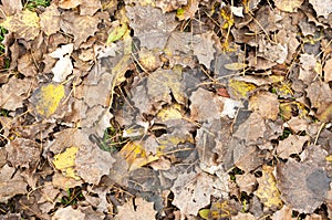 Yellow fallen leaves on the ground in autumn