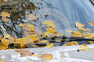 Yellow fallen leaves on the hood of the car. Windshield of the car is strewn with yellow foliage