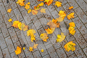 Yellow fallen leaves on a paved patio