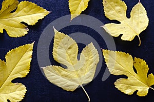 Yellow fallen leaves on solid black background