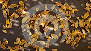 Yellow fallen leaves wooden floor outside terrace