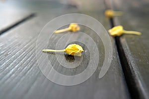 Yellow fallen little flowers on wooden table macro in a caf  under the open sky, macro photo photo