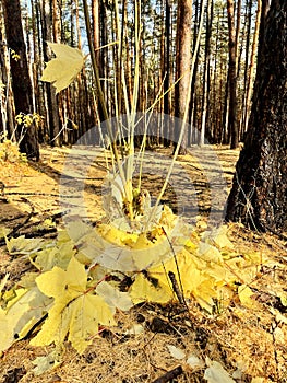 Yellow fallen maple leaves in the forest in the mountains of Bashkiria. Southern Urals