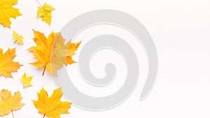Yellow fallen Maple leaves making frame on white background