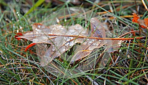 Yellow fallen oak leaf in green grass covered by drops illuminated by sunlight