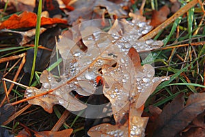 Yellow fallen oak leaf in green grass covered by drops illuminated by sunlight