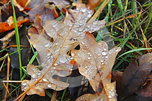 Yellow fallen oak leaf in green grass covered by drops illuminated by sunlight