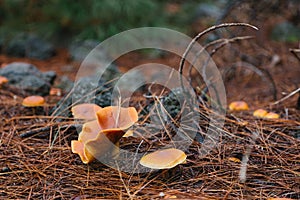 Yellow false chanterelle mushroom on the pine forest floor, selective focus