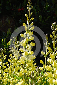 Yellow False Indigo Baptisia (Fabaceae)