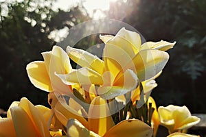 Yellow Fangipani Flowers